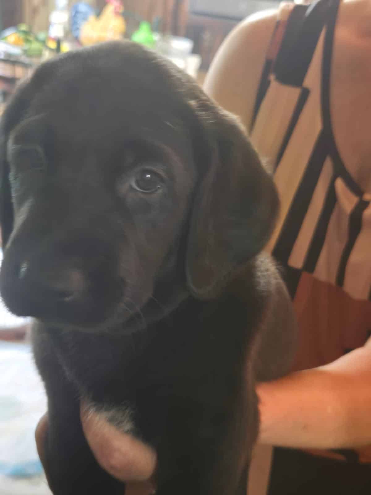 Lab/pointer mix