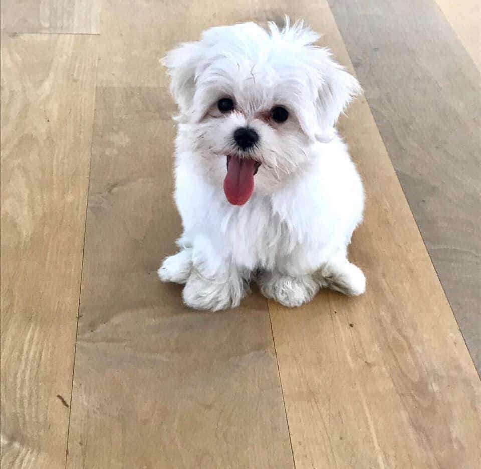 Looking to rehome our beautiful baby girl