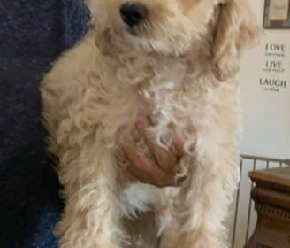 Dusty-CocaPoo-9.17.25.1