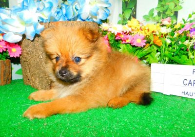 Toy-POMERANIAN-BABY