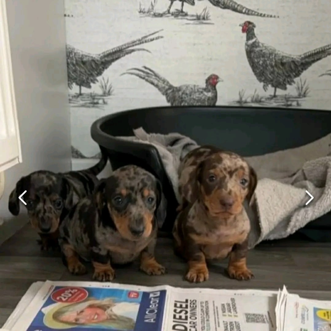 Miniature Dachshund puppies