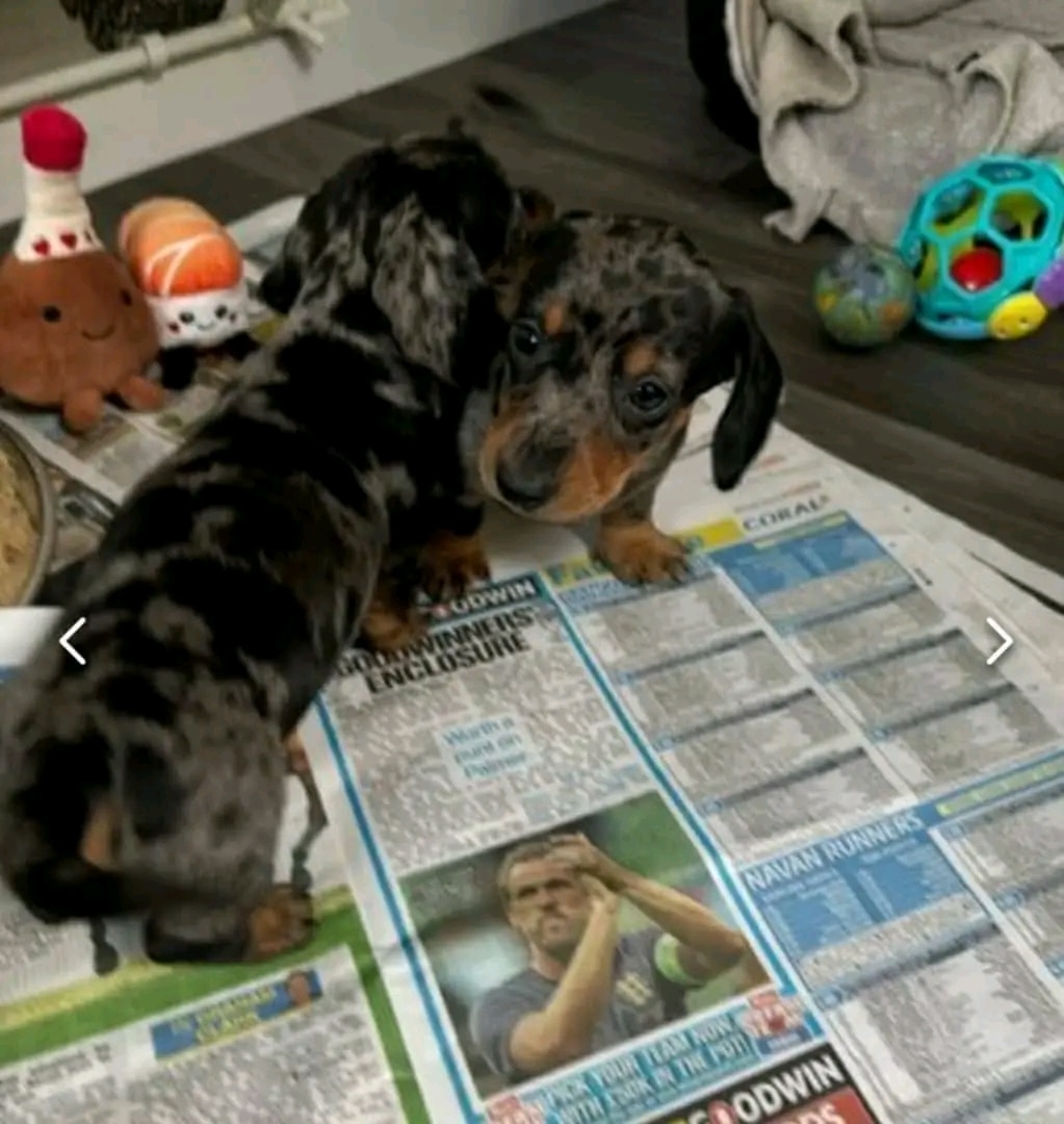 Miniature Dachshund puppies