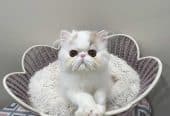 Pure Persian Show Potential Boy