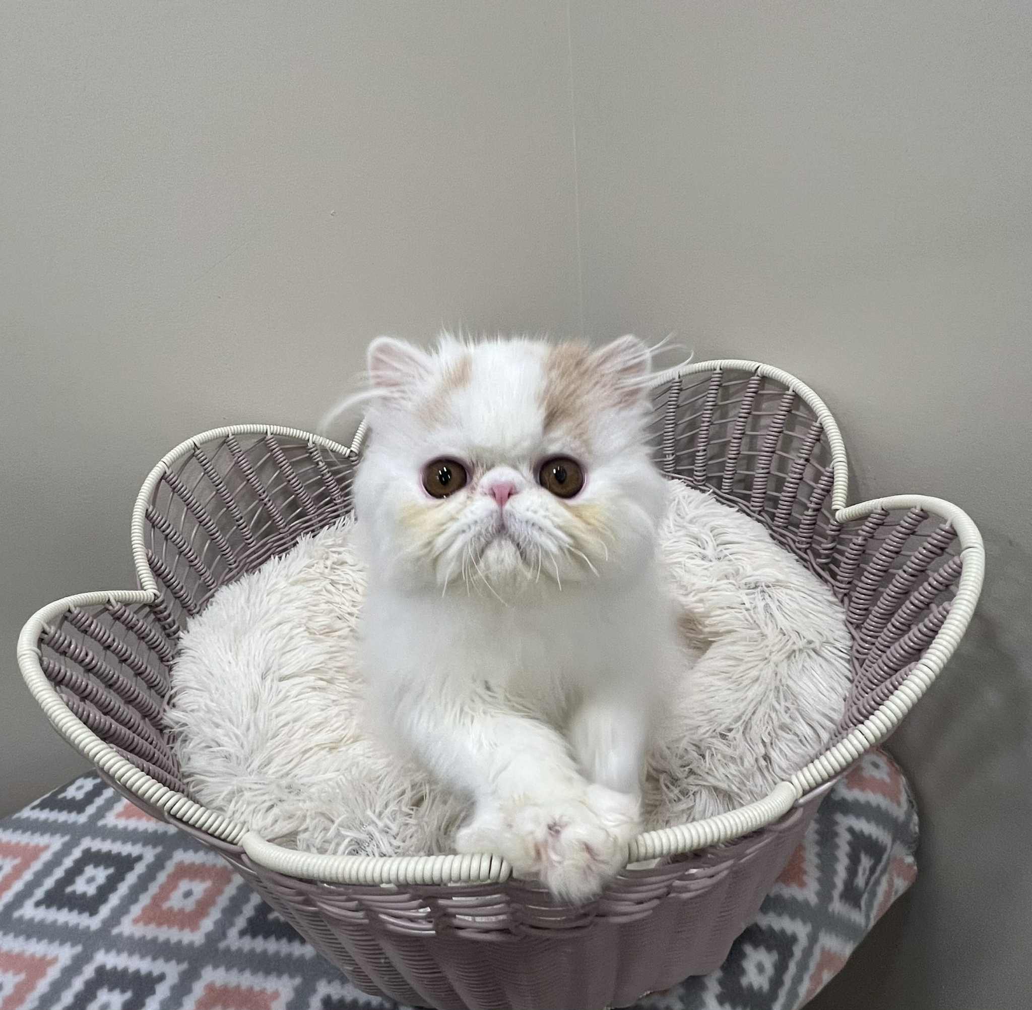 Pure Persian Show Potential Boy