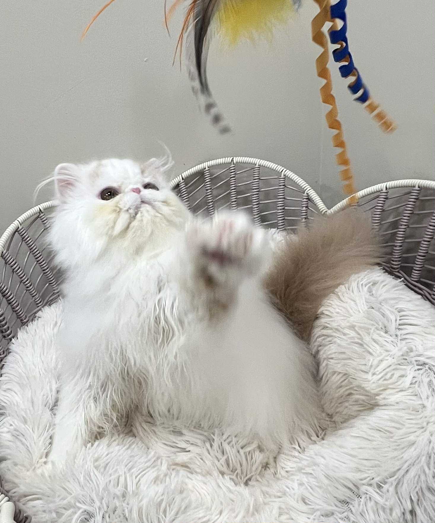 Pure Persian Show Potential Boy