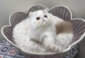 Pure Persian Show Potential Boy
