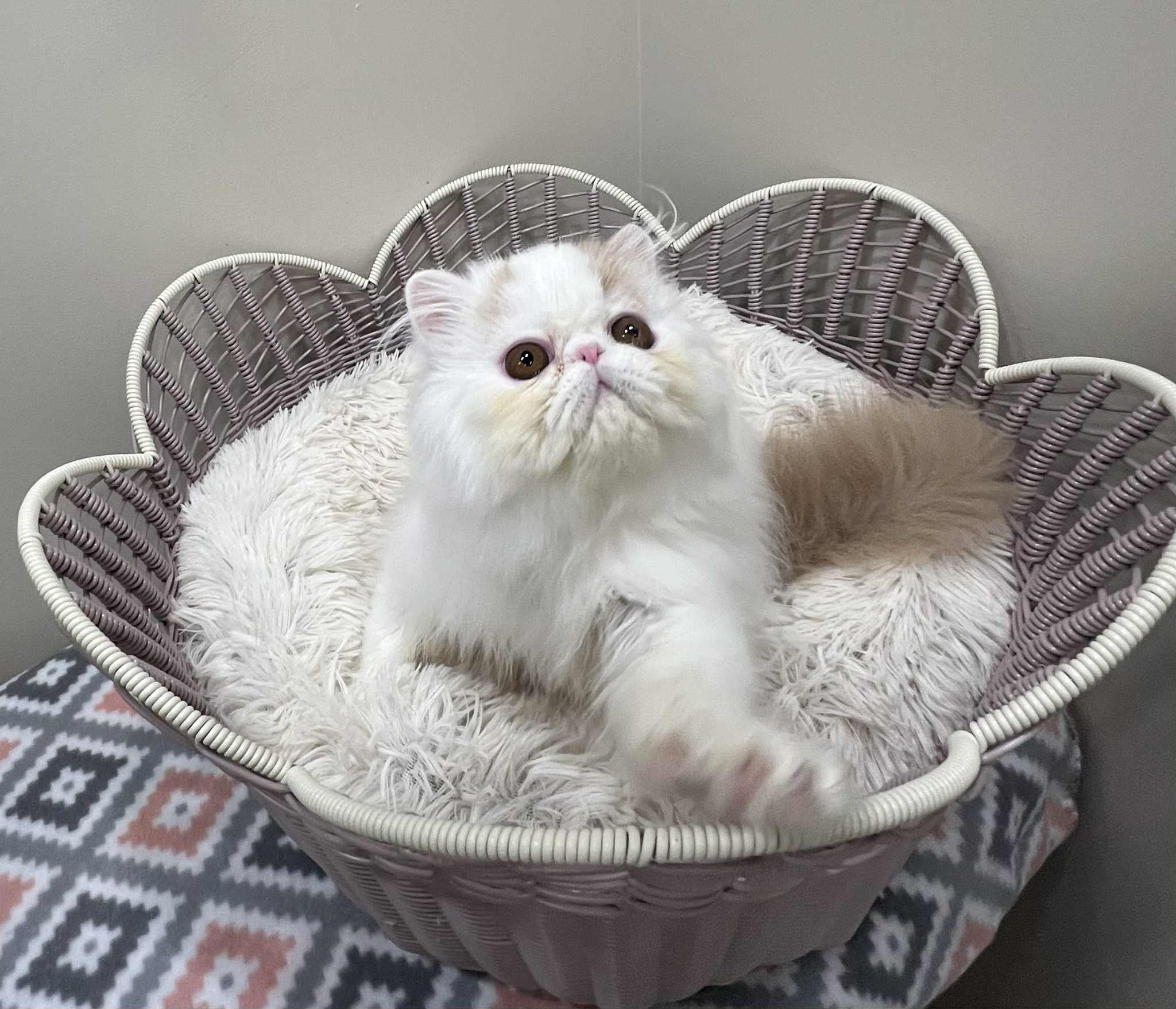 Pure Persian Show Potential Boy