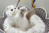 Pure Persian Show Potential Boy