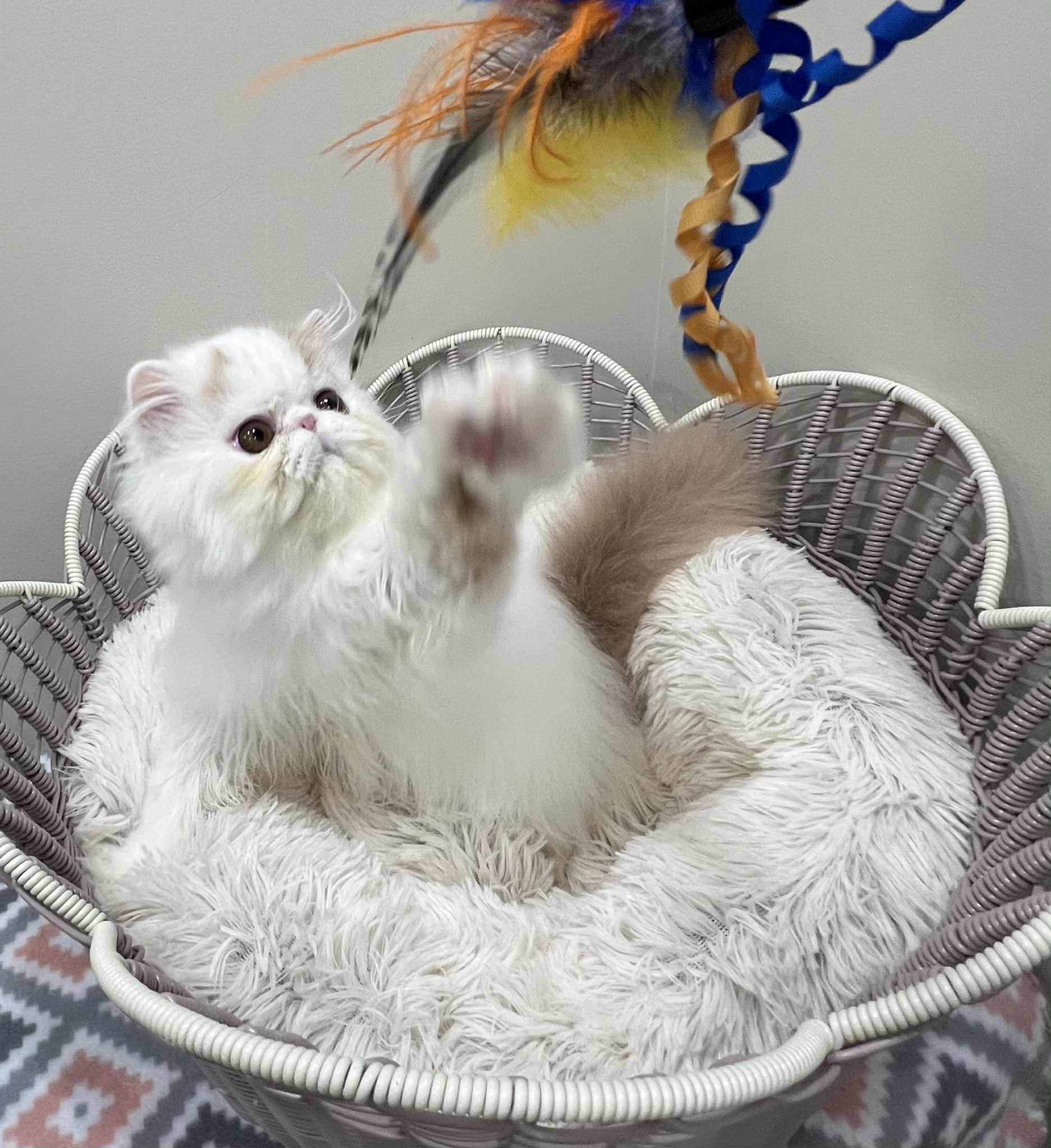 Pure Persian Show Potential Boy