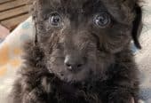 MaltiPoo’s