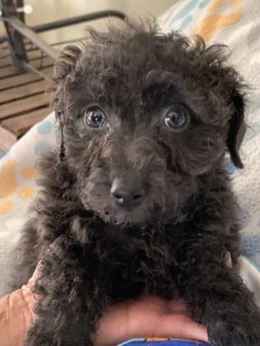 MaltiPoo’s