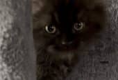 Persian kittens