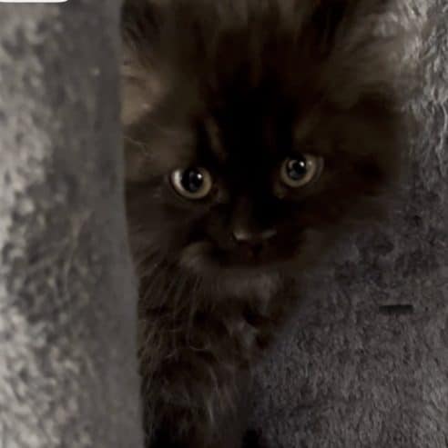 Persian kittens