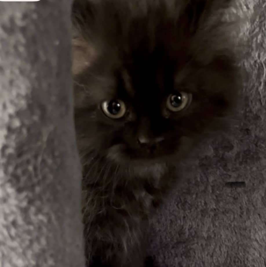 Persian kittens