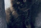 Persian kittens
