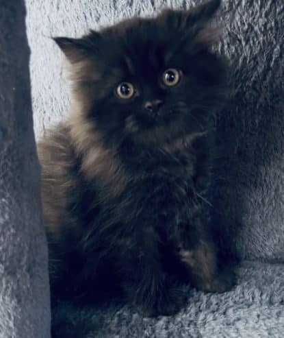 Persian kittens