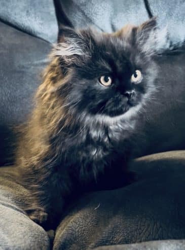 Persian kittens