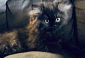 Persian kittens
