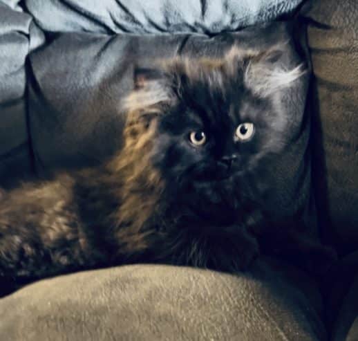 Persian kittens