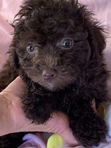 MaltiPoo’s