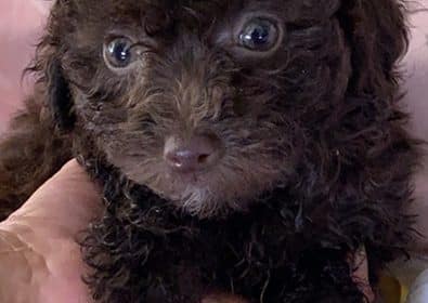 Kricket-Dark-Choc-Female-MatliPoo-10.9.25