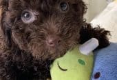 MaltiPoo’s
