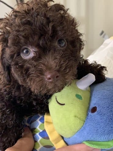 MaltiPoo’s