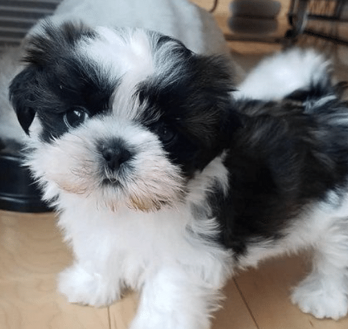One year old male shih-tzu