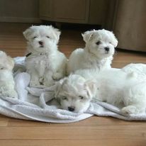 Ice White Maltese Puppies