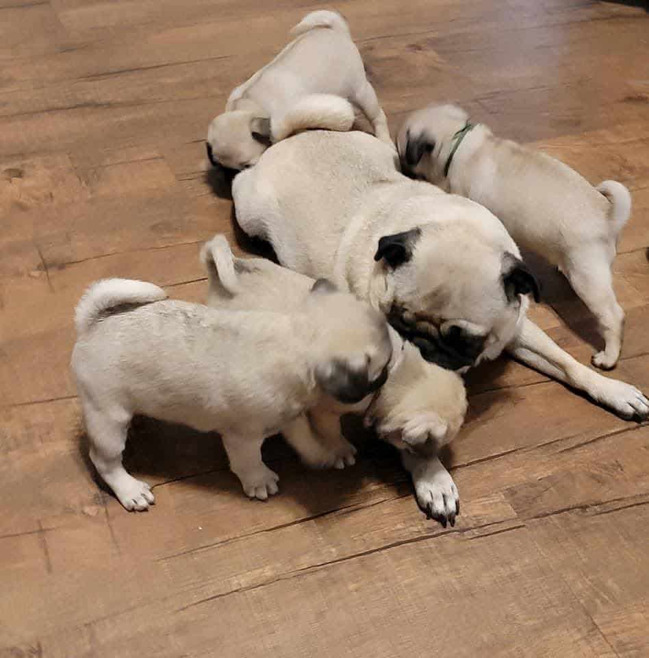 Registered Pug Puppies Available