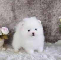 Purebred Pomeranian Puppies Available
