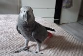 Baby African Grey