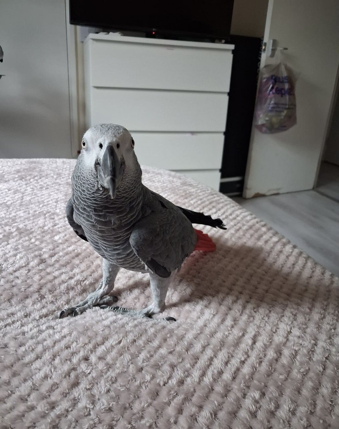 Baby African Grey
