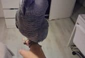 Baby African Grey