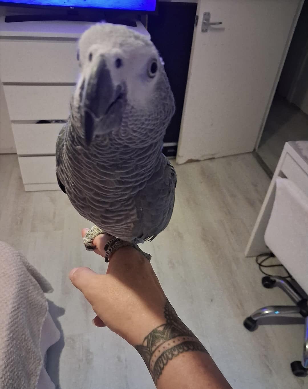 Baby African Grey