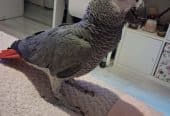 Baby African Grey