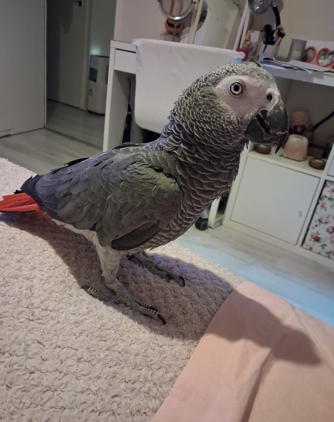 Baby African Grey