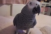 Baby African Grey