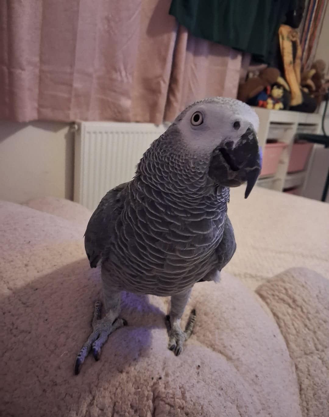 Baby African Grey