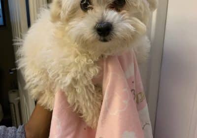 Khloie-MaltiPoo-11.14.25.0