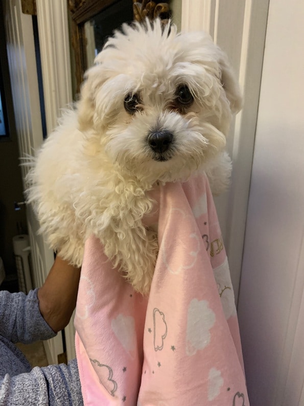 Gorgeous Small Fluffy Female MaltiPoo *Maltese/French Toy Poodle