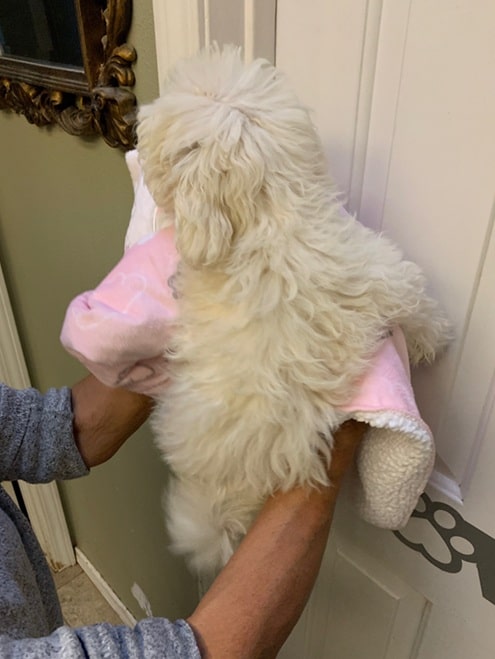 Gorgeous Small Fluffy Female MaltiPoo *Maltese/French Toy Poodle