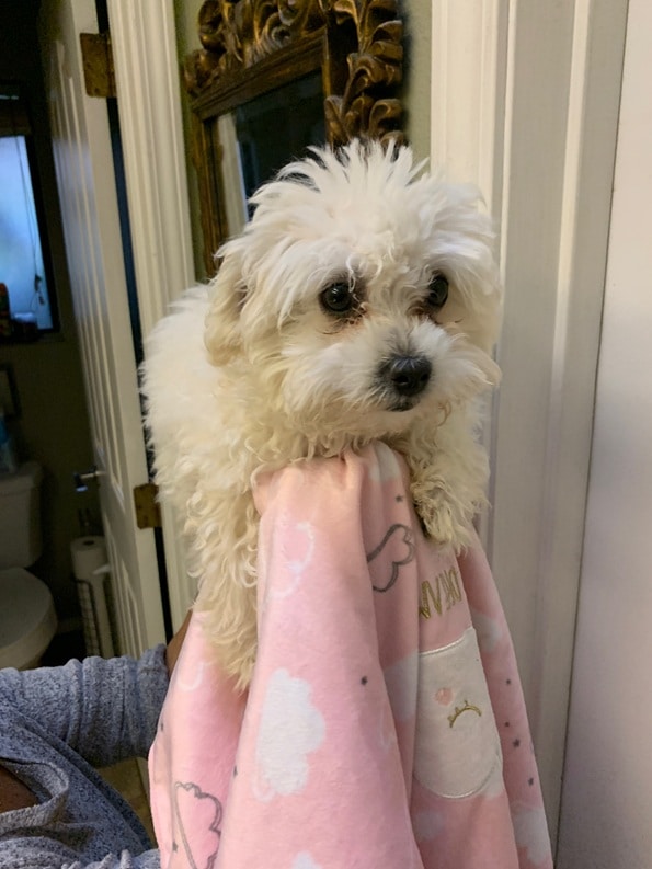 Gorgeous Small Fluffy Female MaltiPoo *Maltese/French Toy Poodle