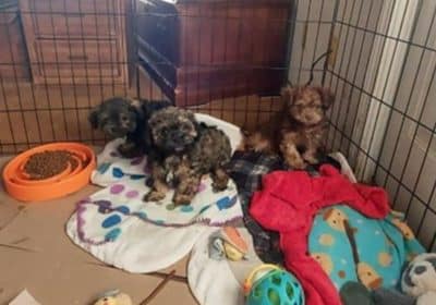 Multicolor-ShihPoos-11.9.25