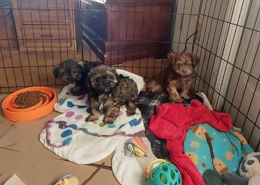 Sweetest Puppies ShihTzu