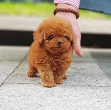 Beautiful Poodles Puppies