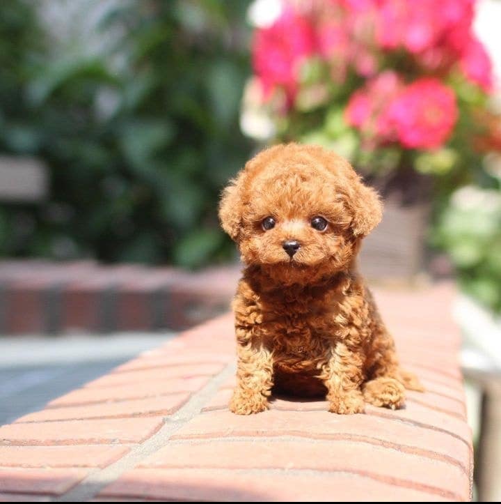 Beautiful Poodles Puppies