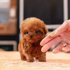 Beautiful Poodles Puppies