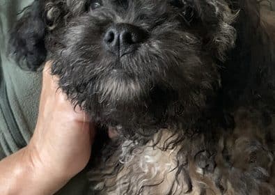 Bruno-ShihPoo-12.4.25.00