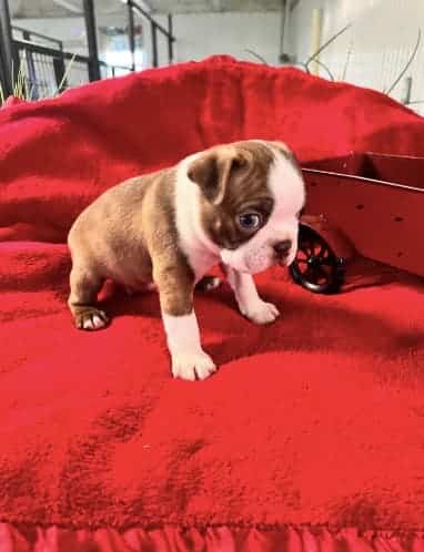 Sweet Boston Terrier Pups